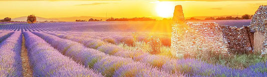 MANON WINES: THE PEARL OF PROVENCE