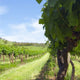 CELEBRATING AUSTRALIA’S NATIONAL DAY WITH THE BEST AUSTRALIAN WINES